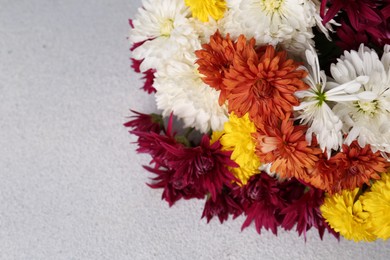 Many beautiful colorful chrysanthemum flowers on light grey table, closeup