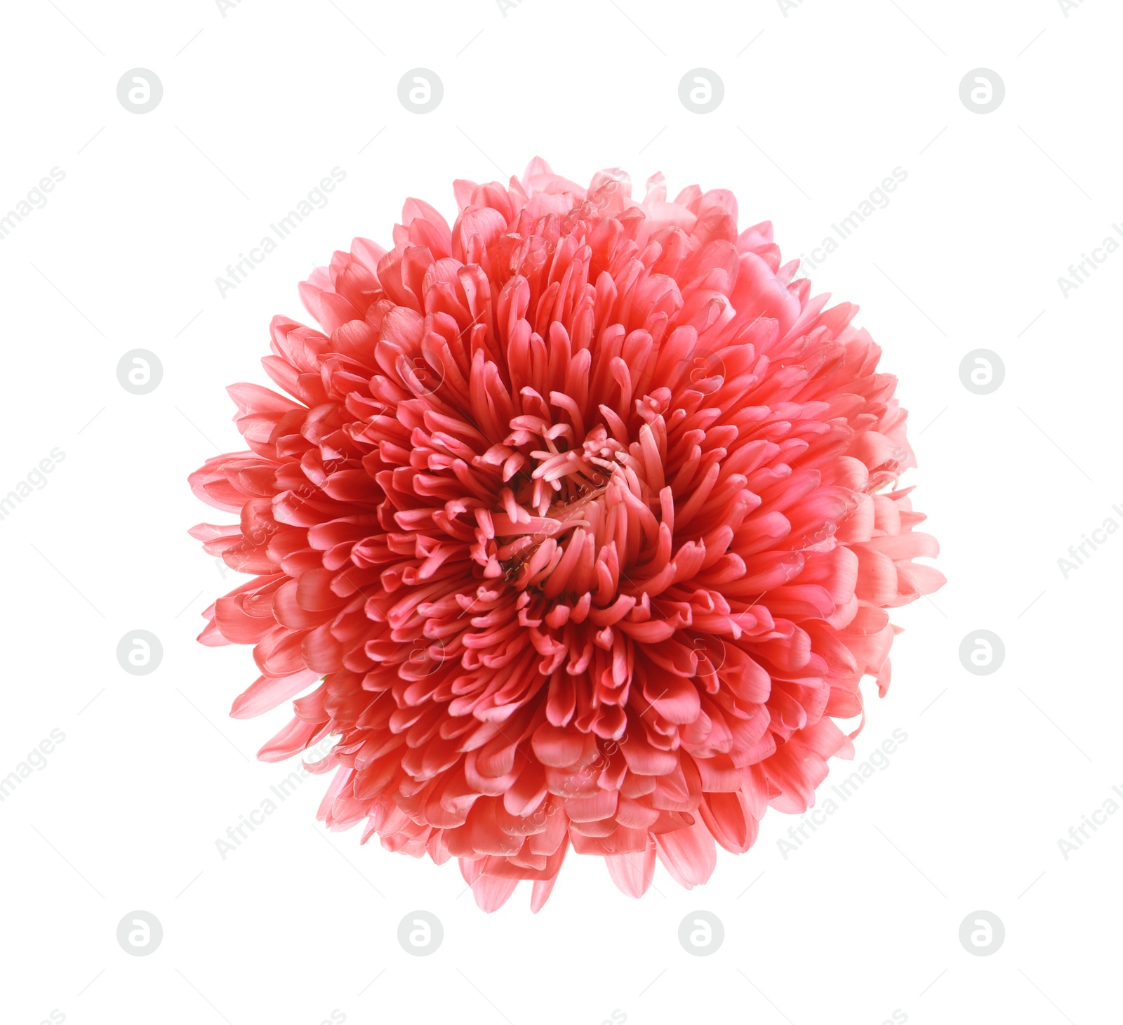 Photo of Beautiful bright aster flower on white background, top view