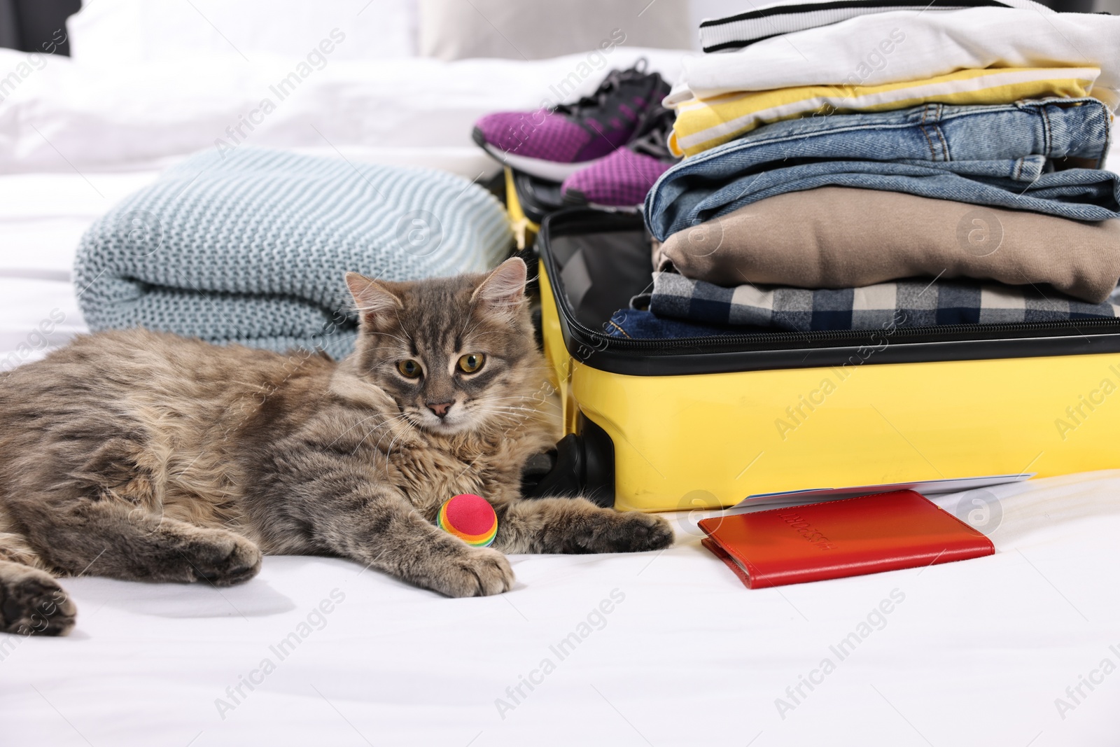 Photo of Travel with pet. Cat, ball, passport, clothes and suitcase on bed indoors
