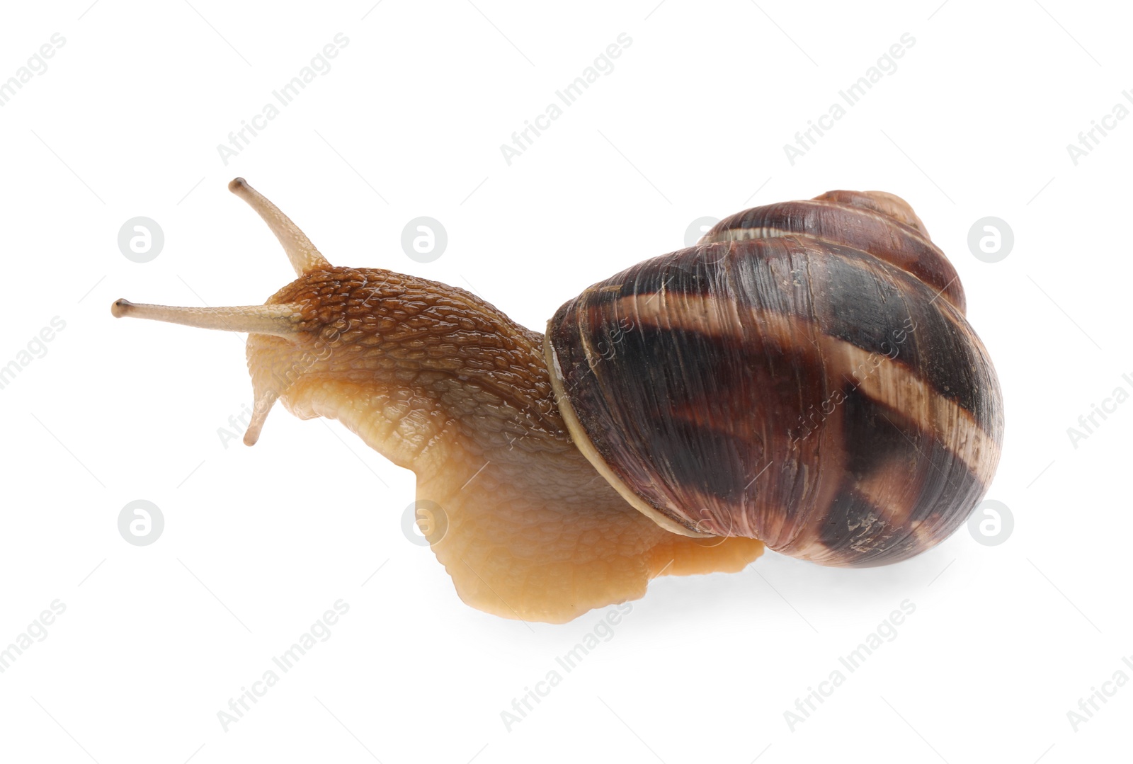 Photo of Common garden snail crawling on white background