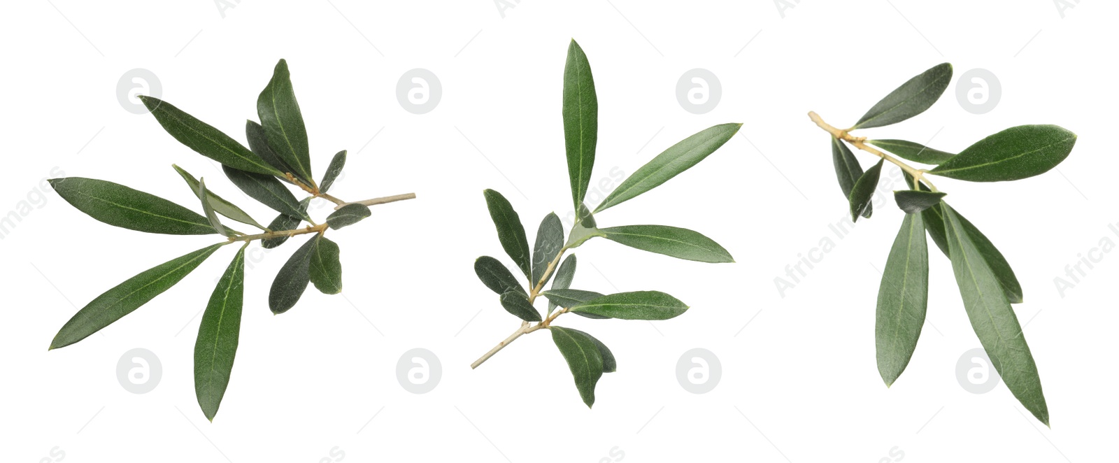 Image of Set with fresh green olive leaves on white background. Banner design