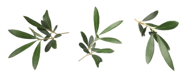 Image of Set with fresh green olive leaves on white background. Banner design