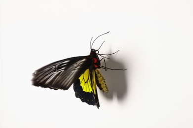 Photo of Beautiful common Birdwing butterfly on white background