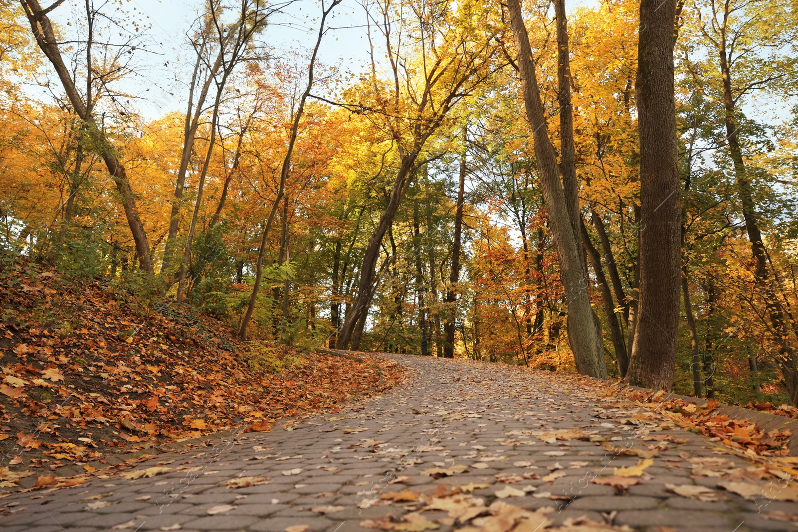 Photo of Beautiful yellowed trees and paved pathway in park