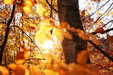 Picturesque view of beautiful forest on sunny autumn day