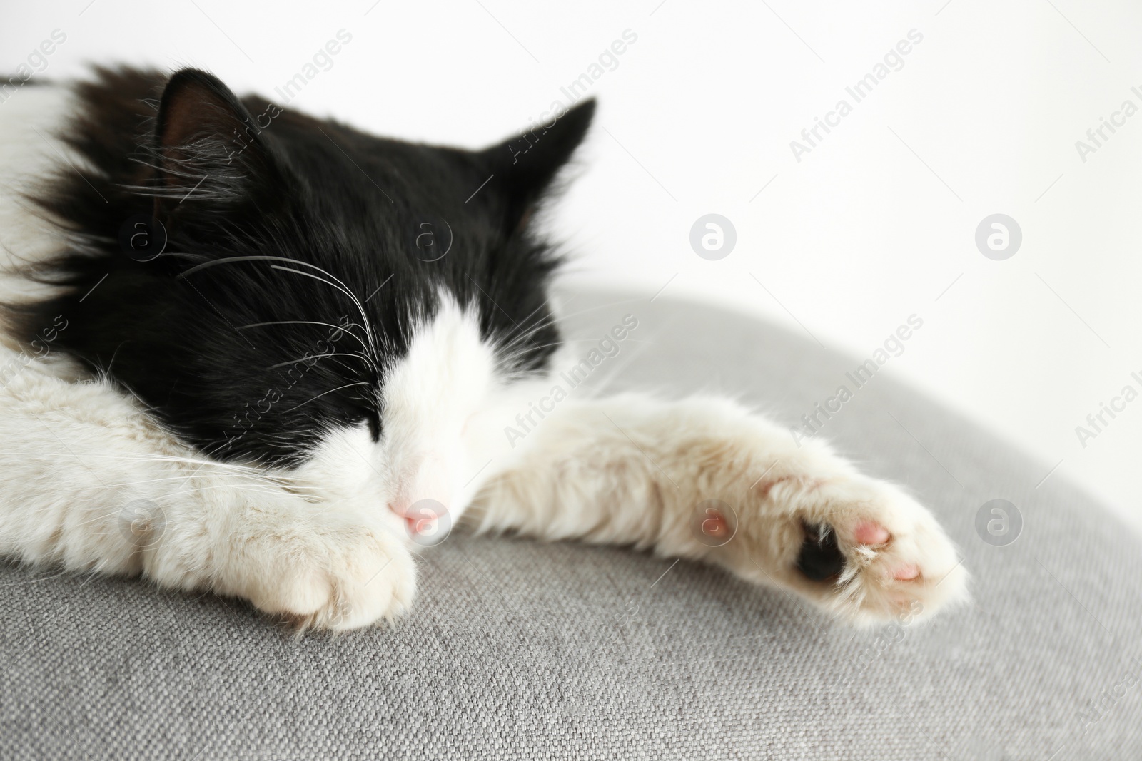 Photo of Cute cat relaxing on grey fabric. Lovely pet