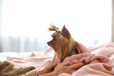 Woman petting her Yorkshire terrier dog, closeup