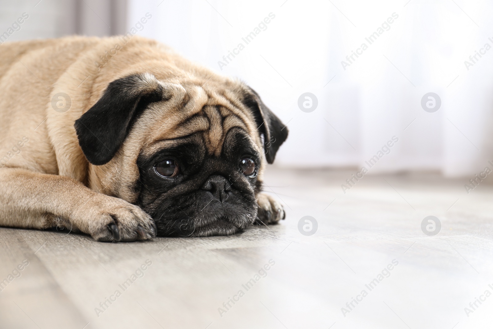 Photo of Happy cute pug dog on floor indoors. Space for text