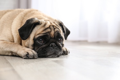 Photo of Happy cute pug dog on floor indoors. Space for text