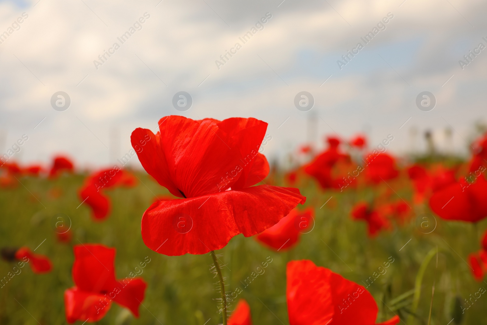 Photo of Beautiful red poppy flower growing in field, closeup