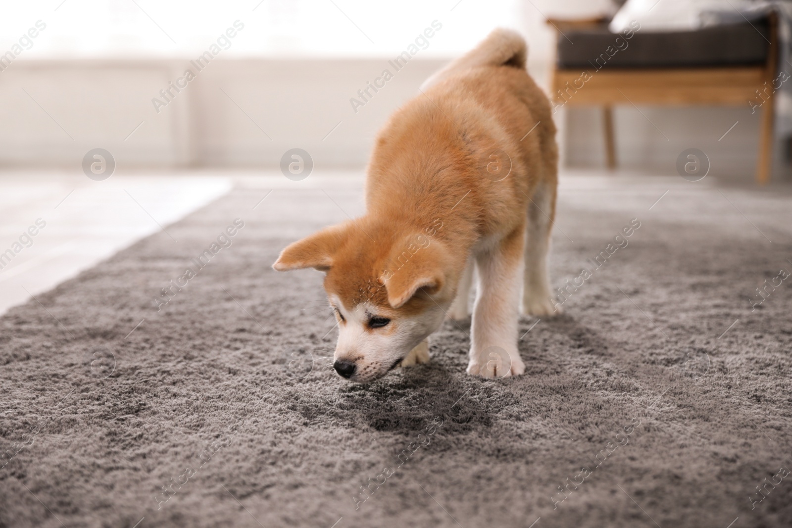 Photo of Adorable akita inu puppy near puddle on carpet at home