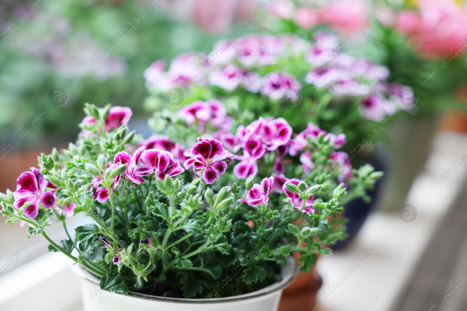 Photo of Beautiful blooming pelargonium plant in flowerpot on windowsill indoors, closeup