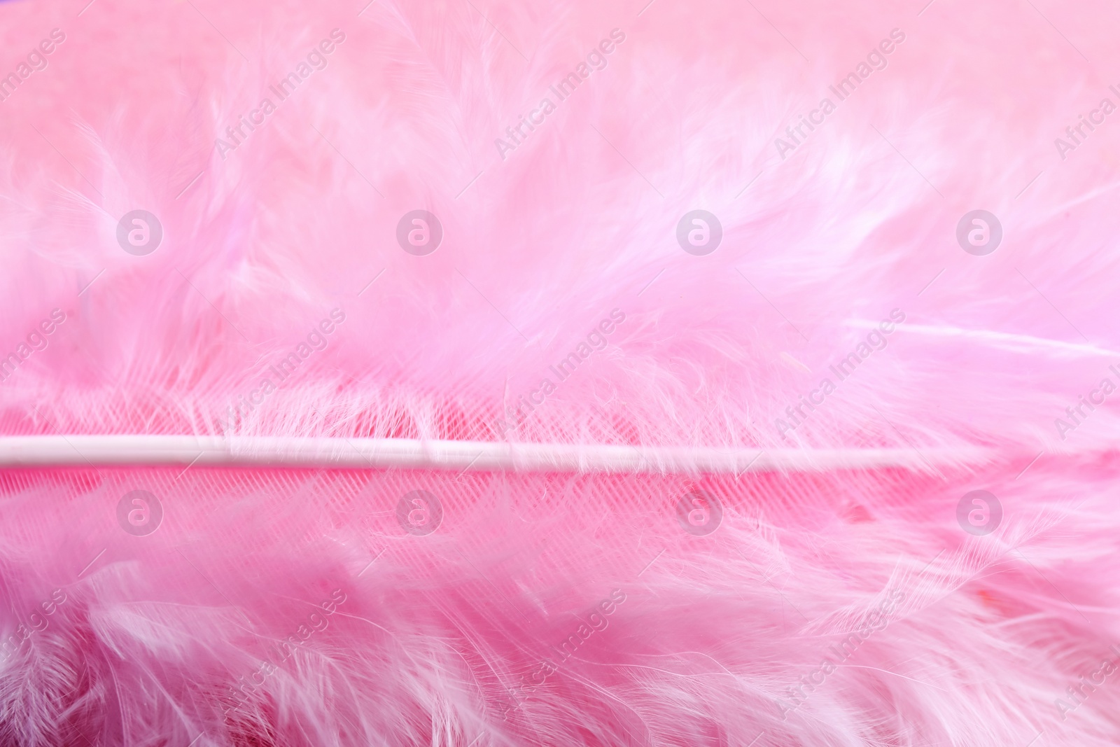 Photo of Closeup view of beautiful pink feather as background