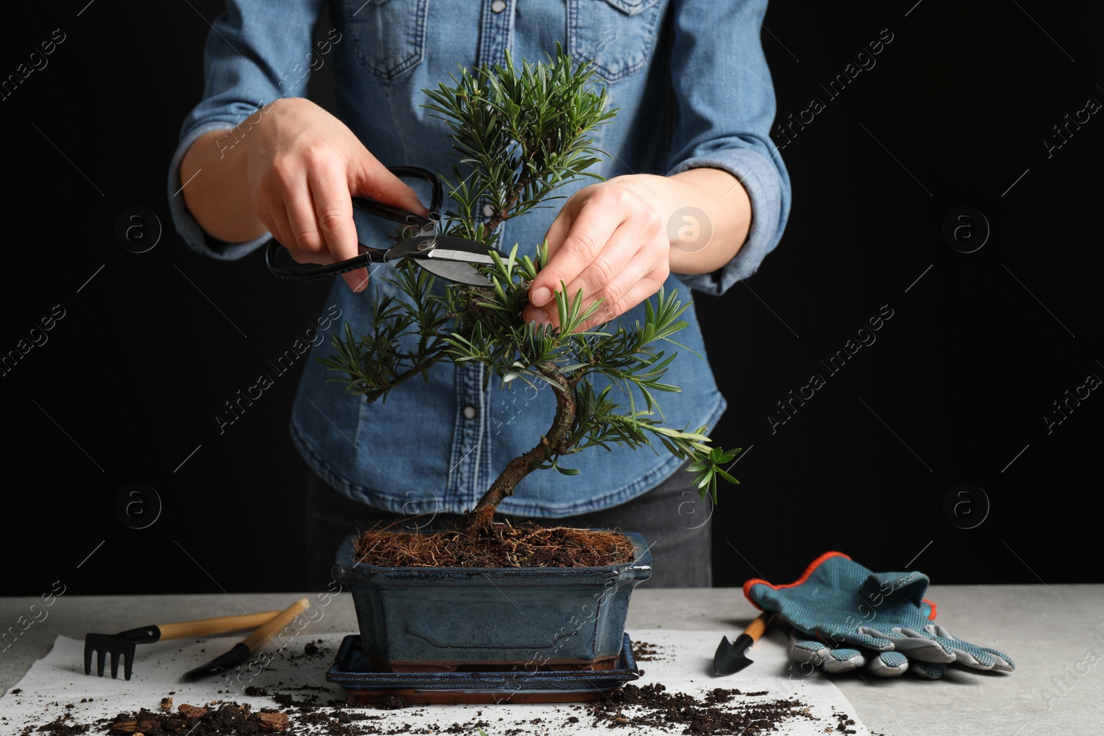 Photo of Woman trimming Japanese bonsai plant, closeup. Creating zen atmosphere at home