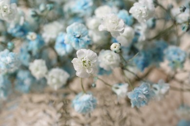 Closeup view of beautiful white and light blue gypsophila flowers