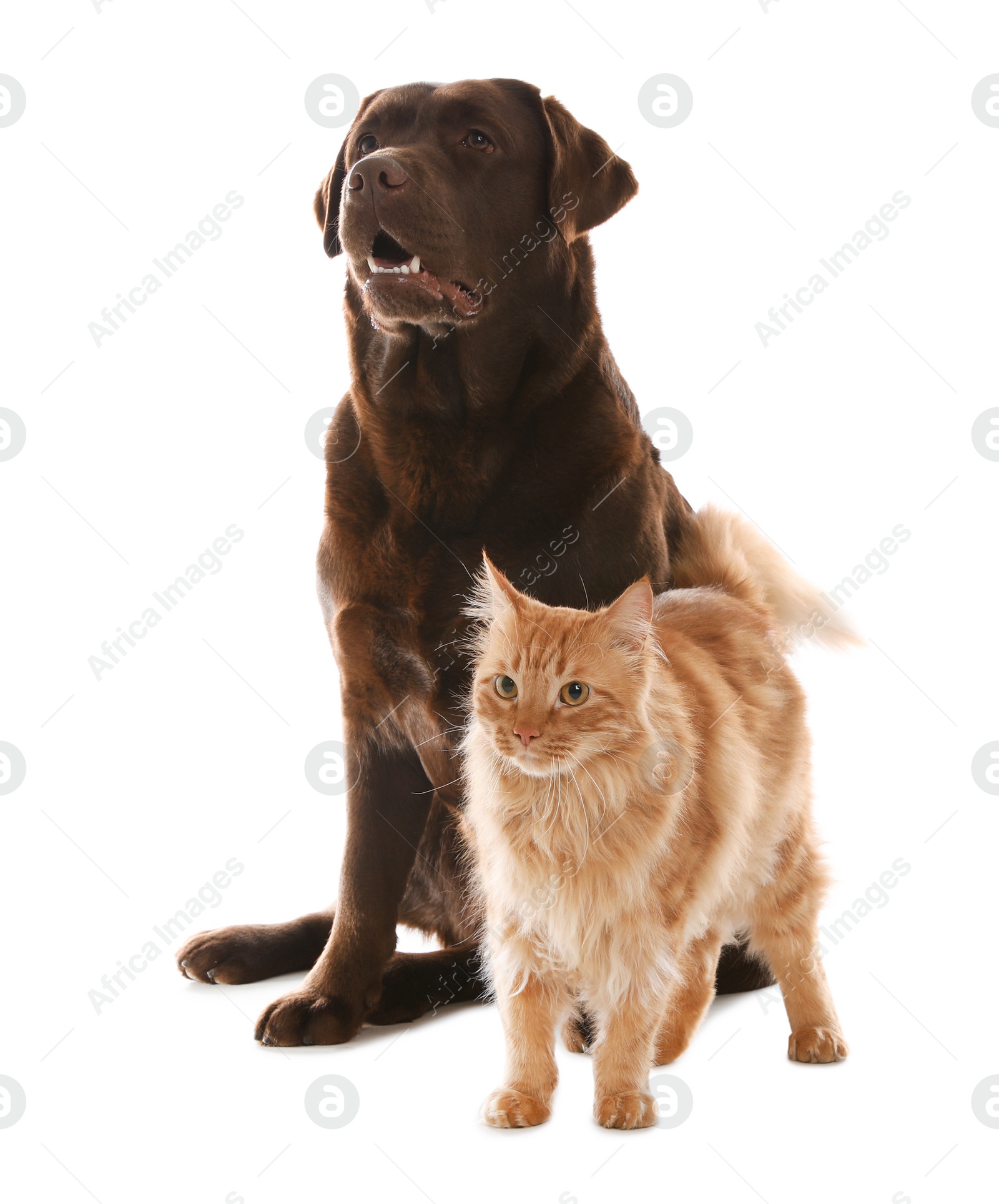 Photo of Cat and dog together isolated on white. Fluffy friends