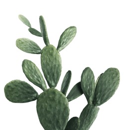 Beautiful big cactus on white background. Color toned