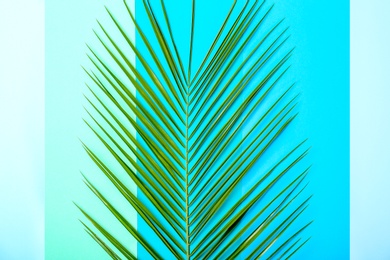 Fresh tropical date palm leaf on color background, top view