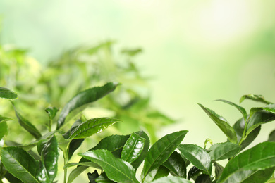 Photo of Green leaves of tea plant on blurred background. Space for text