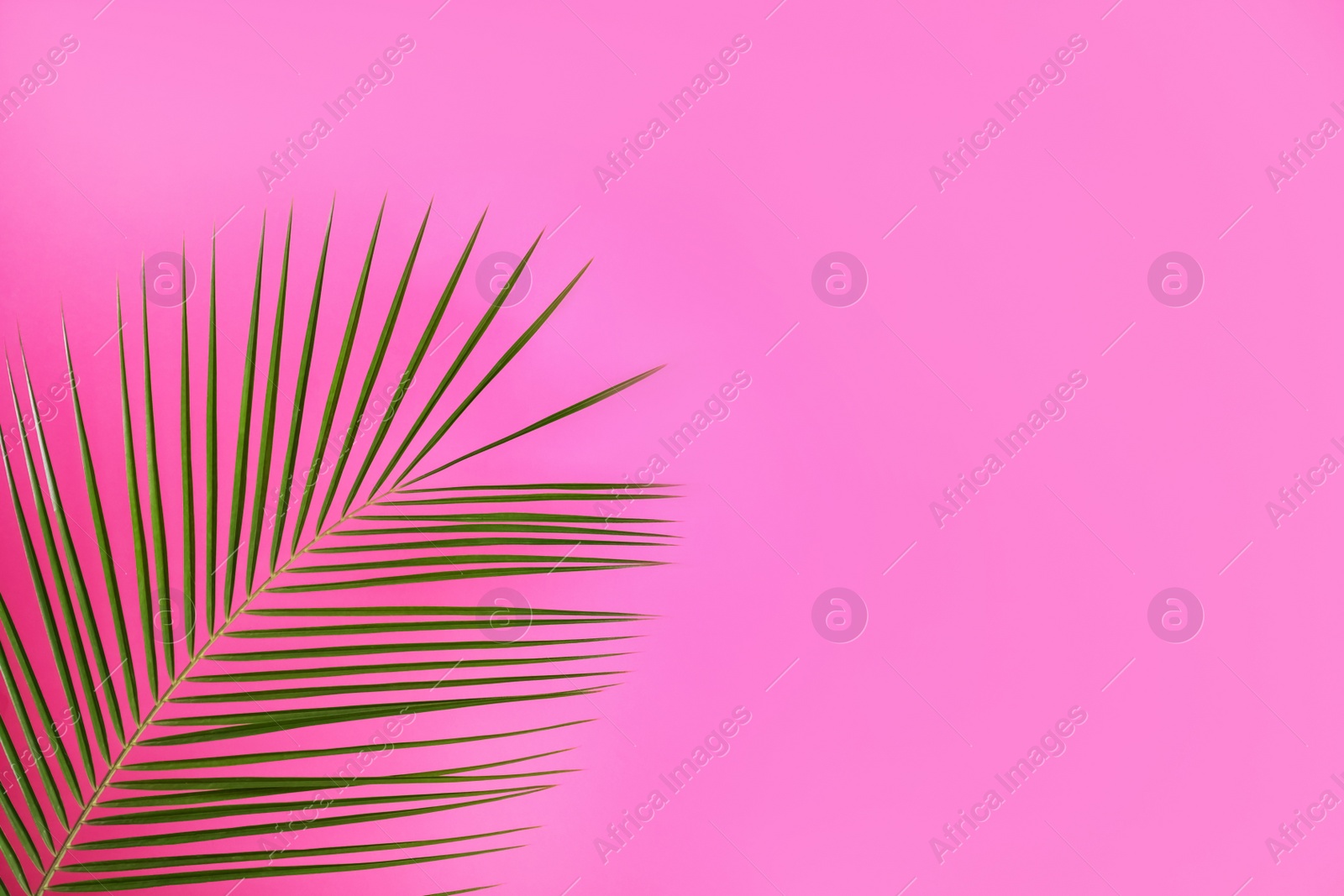 Photo of Beautiful lush tropical leaf on pink background. Space for text