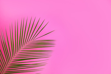 Photo of Beautiful lush tropical leaf on pink background. Space for text
