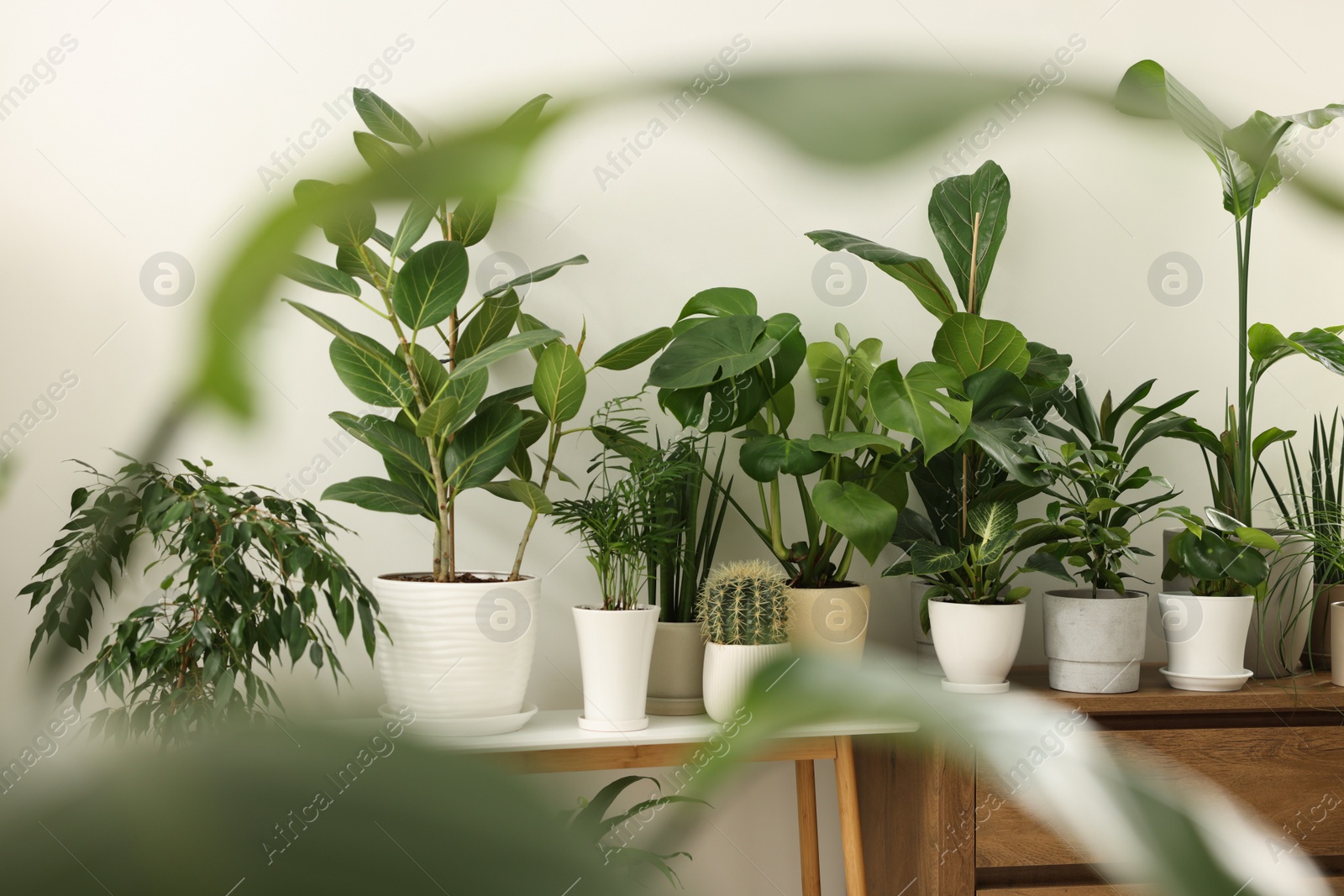 Photo of Many different potted houseplants on furniture indoors