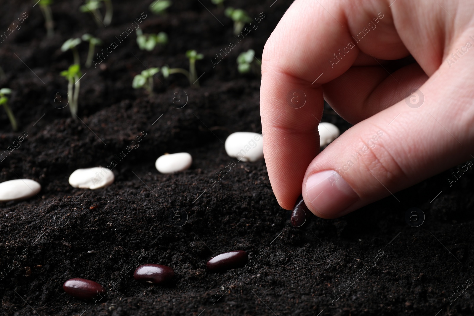 Photo of Woman planting beans in fertile soil, closeup. Vegetable seeds