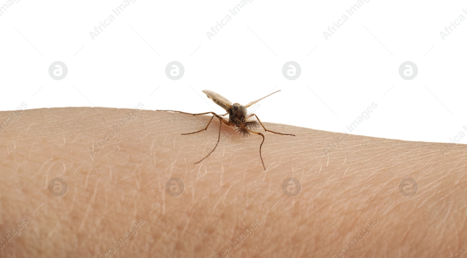 Photo of Mosquito on human's skin against white background, closeup