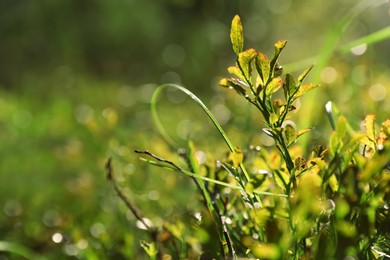 Photo of Beautiful meadow plants on sunny day, closeup. Space for text