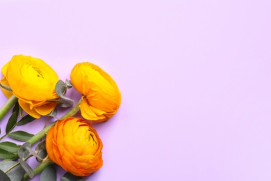 Beautiful ranunculus flowers on light violet background, flat lay. Space for text