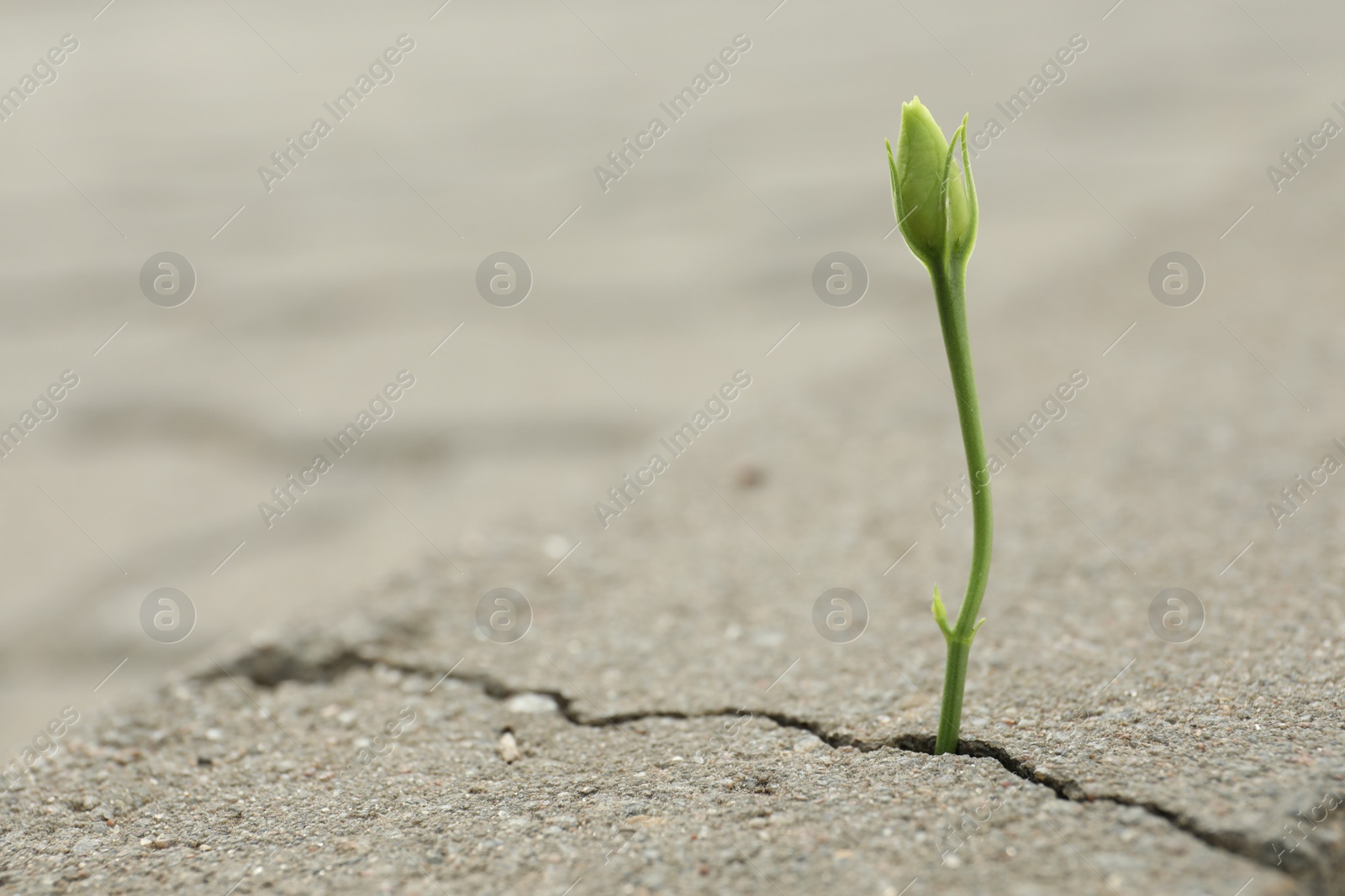 Photo of Beautiful flower growing out of crack in asphalt, space for text. Hope concept