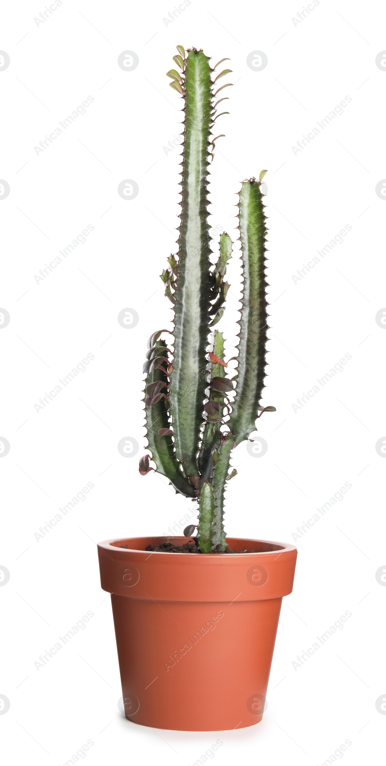 Photo of Beautiful cactus in pot isolated on white