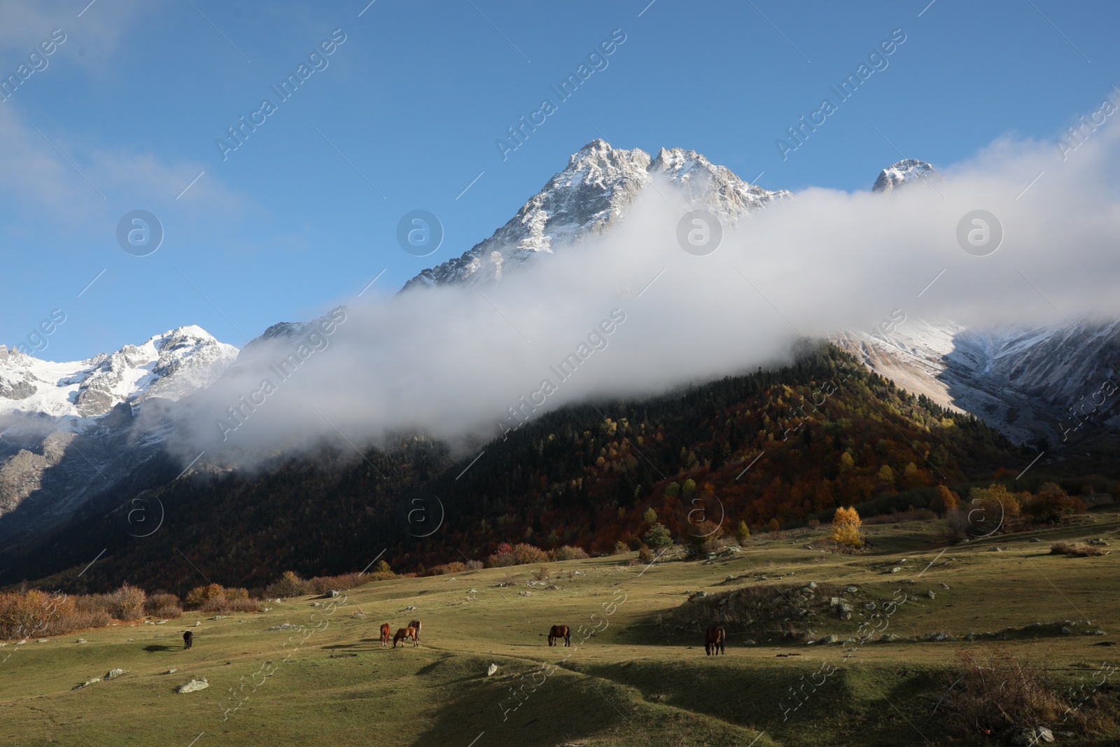 Photo of Picturesque view of high mountains with forest and horses grazing on meadow