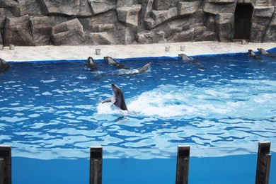 Photo of Dolphins swimming in pool at marine mammal park