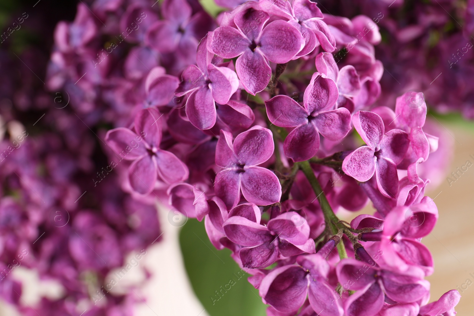Photo of Closeup view of beautiful lilac flowers on blurred background