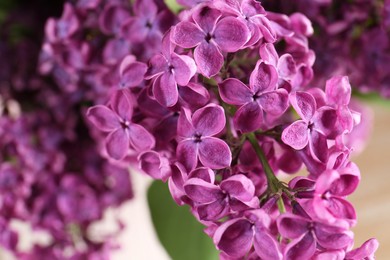 Closeup view of beautiful lilac flowers on blurred background