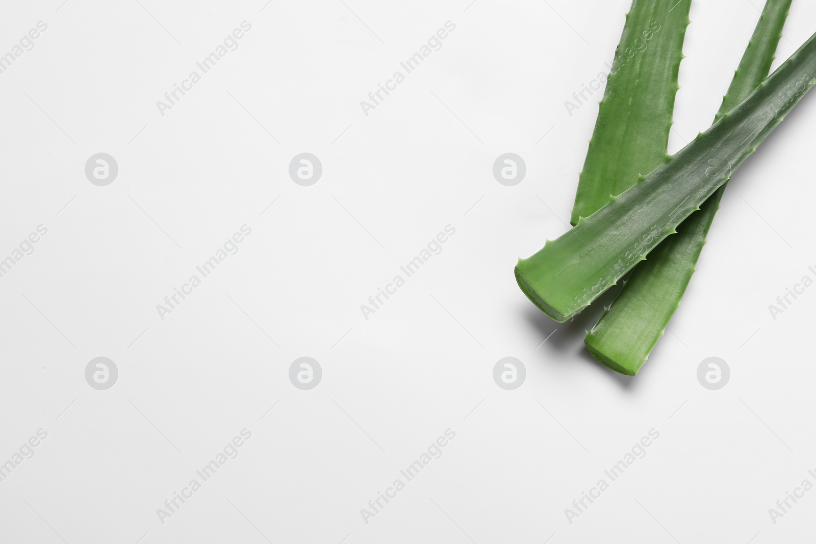 Photo of Fresh aloe vera leaves on white background. Space for text