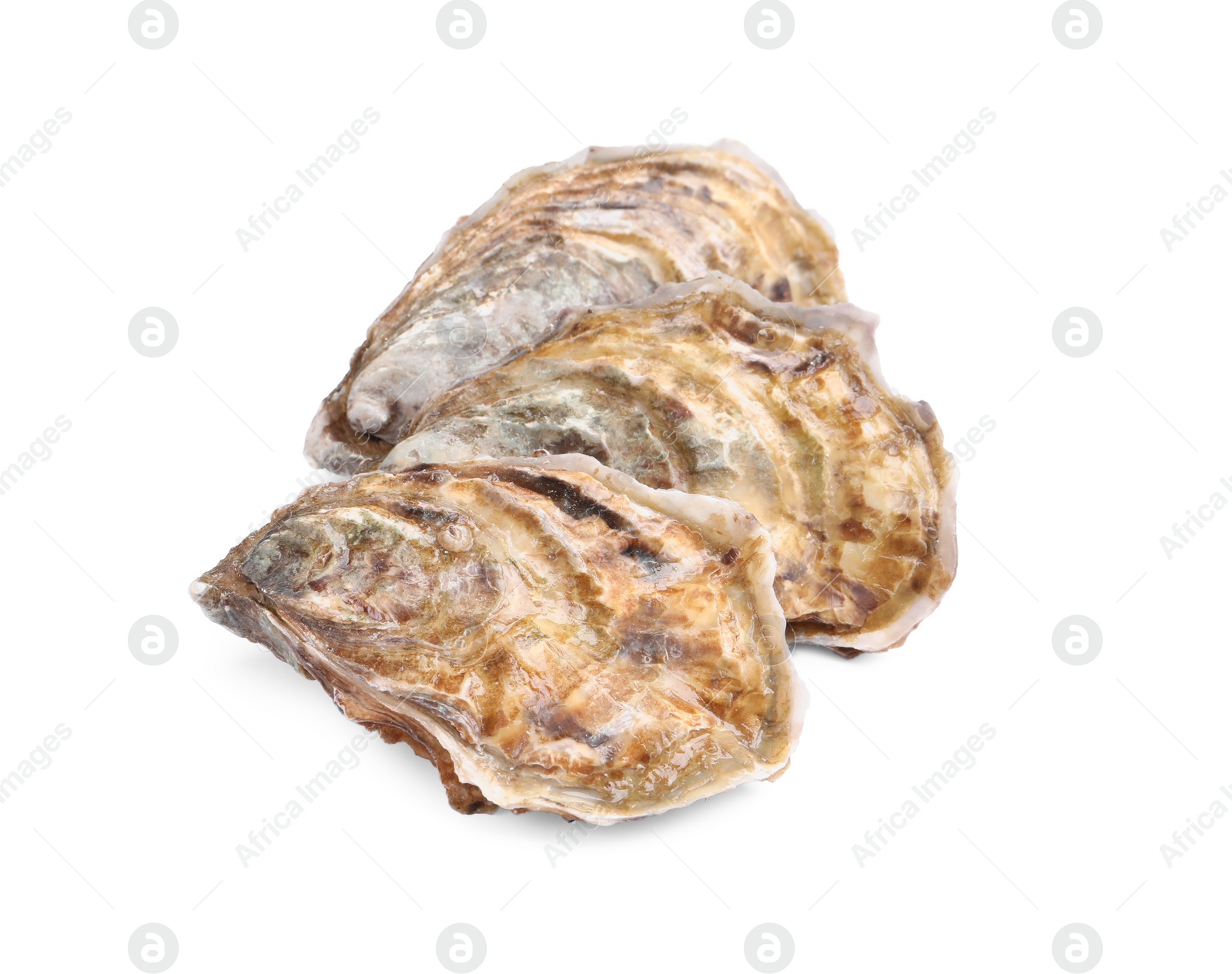 Photo of Fresh raw closed oysters on white background