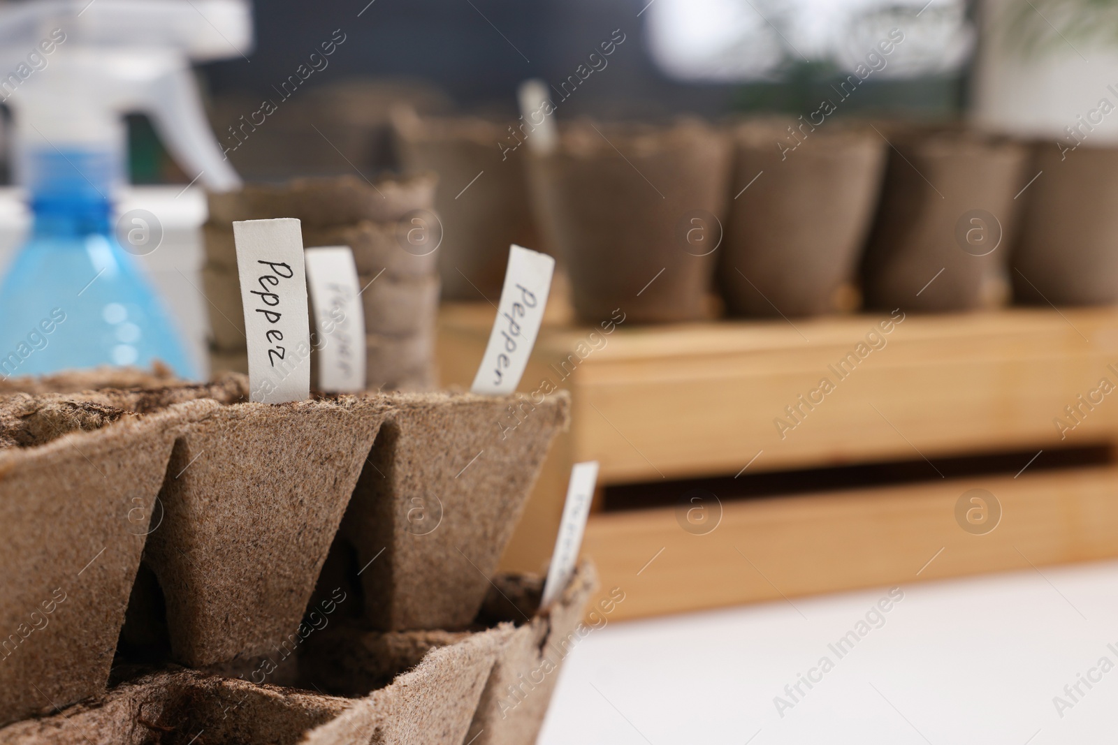 Photo of Many peat pots with cards of vegetable names, closeup and space for text. Growing seeds