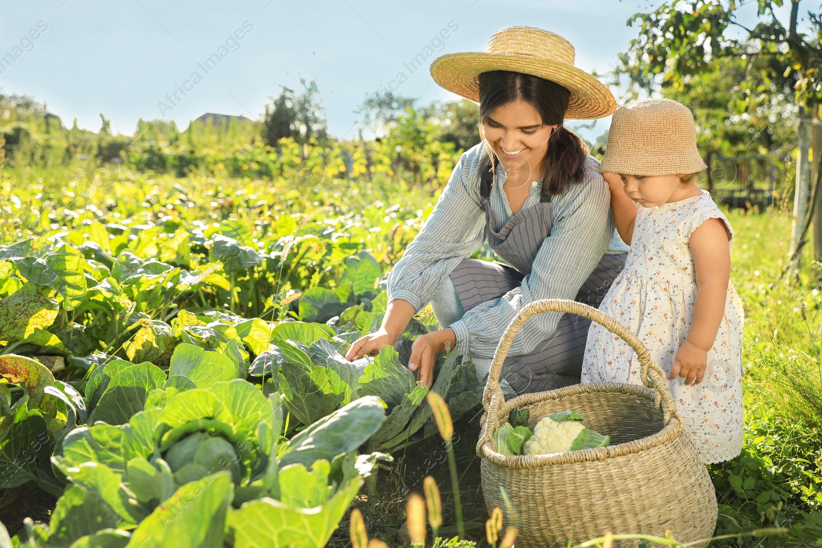 Photo of Mother and daughter harvesting fresh ripe cabbages on farm