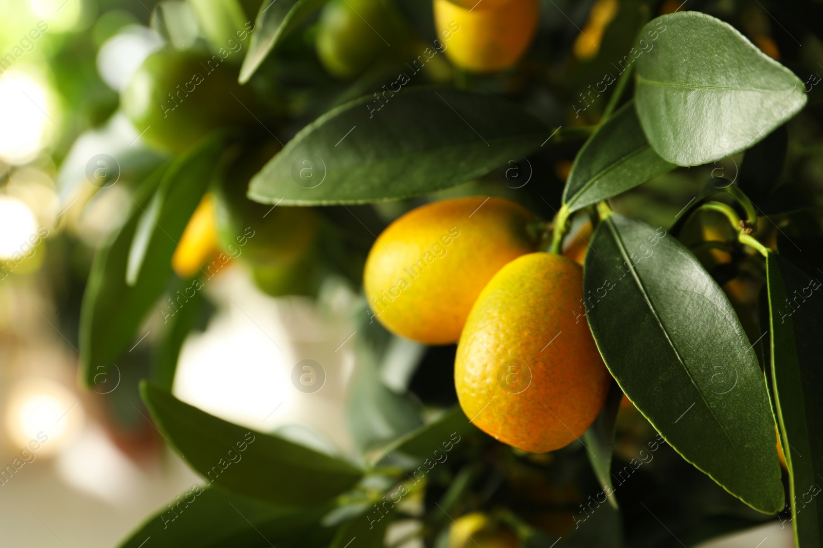 Photo of Kumquat tree with ripening fruits outdoors, closeup. Space for text