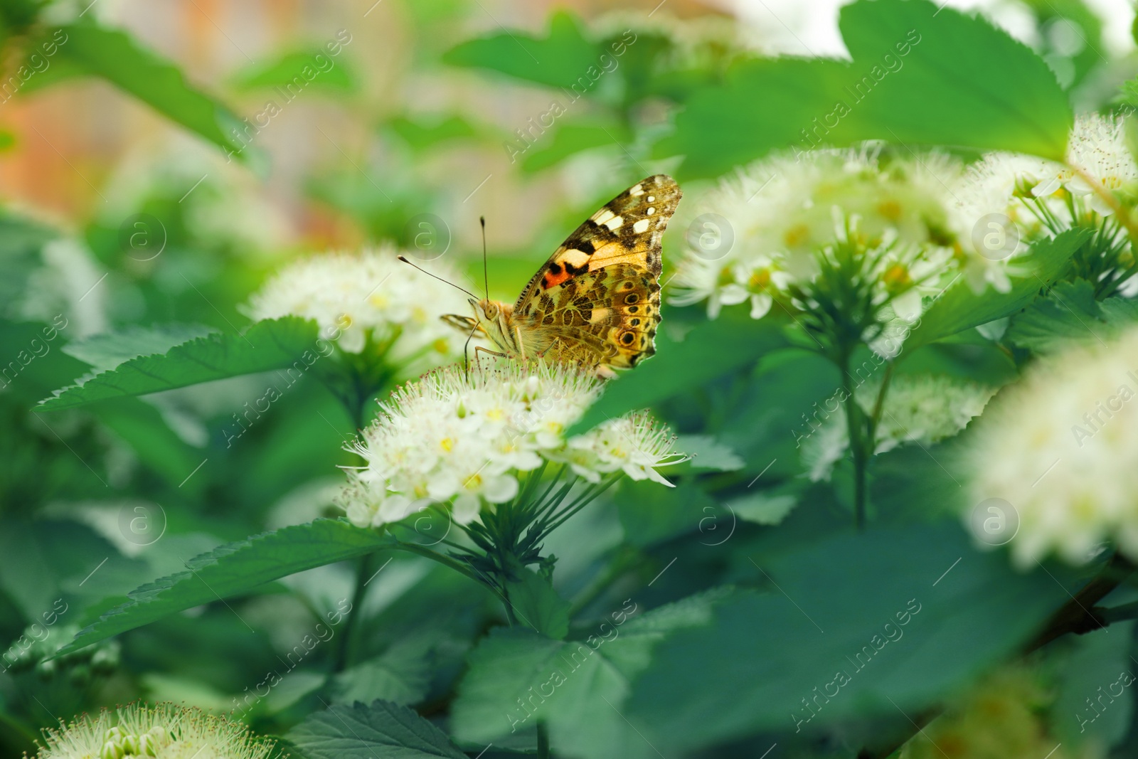 Photo of Bright butterfly on tropical plant with beautiful flowers and leaves