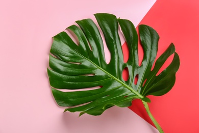 Photo of Beautiful monstera leaf on color background, top view. Tropical plant