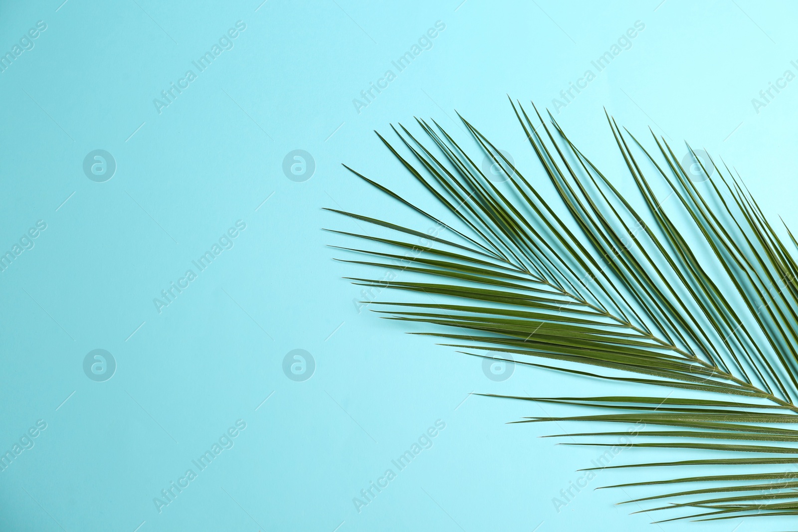 Photo of Beautiful tropical leaf on color background, top view