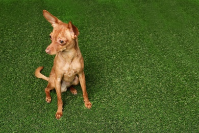 Photo of Cute toy terrier on artificial grass, space for text. Domestic dog
