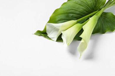 Photo of Beautiful calla lily flowers and leaf on white background