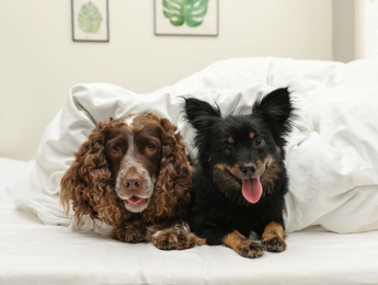 Adorable dogs covered with blanket in bed at home