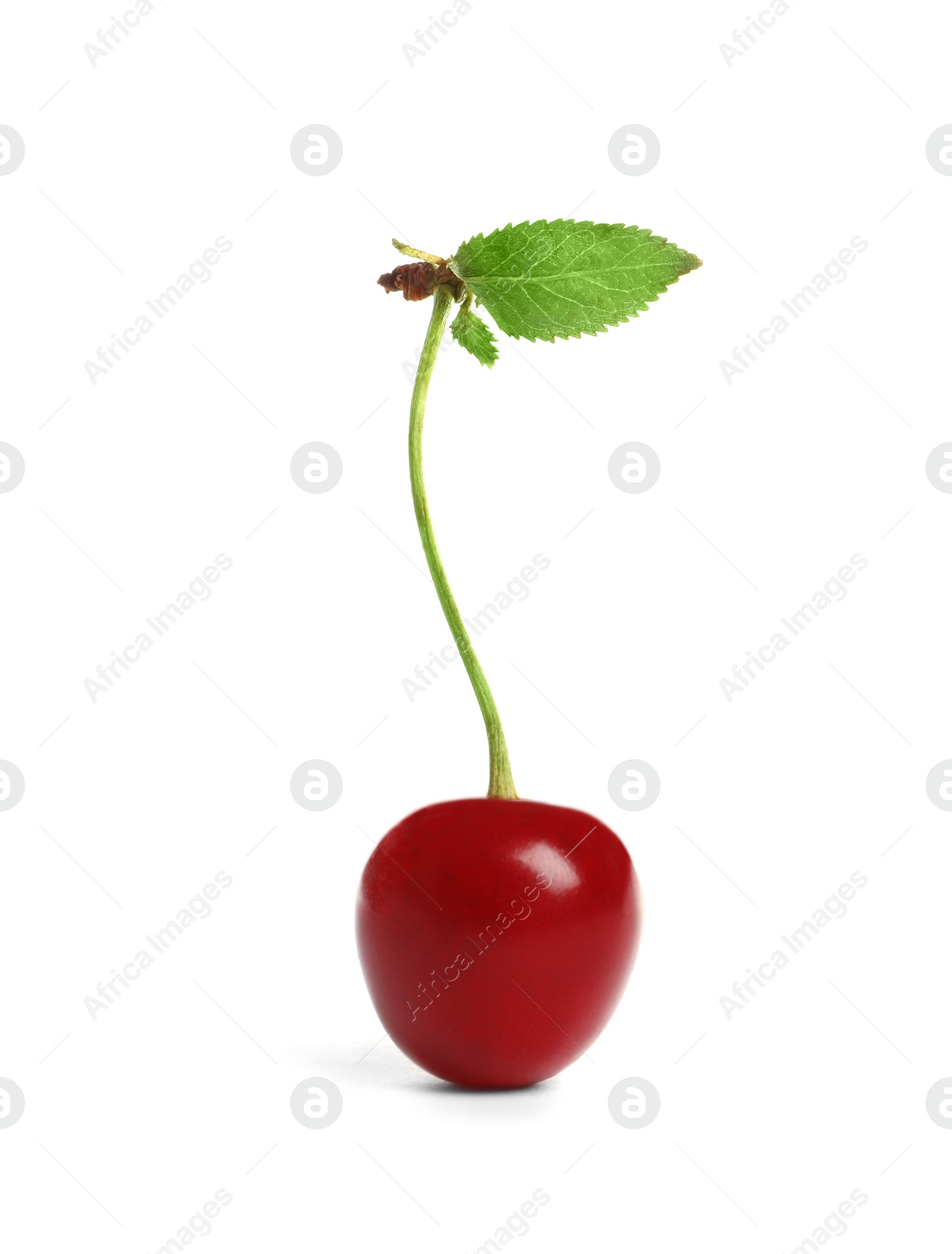 Photo of Delicious ripe sweet cherry on white background