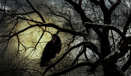 Image of Creepy black crow croaking in scary forest on full moon night