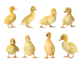 Collage with cute fluffy ducklings on white background. Farm animals